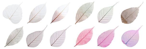 Set of decorative skeleton leaves on white background, top view - Foto, Imagen
