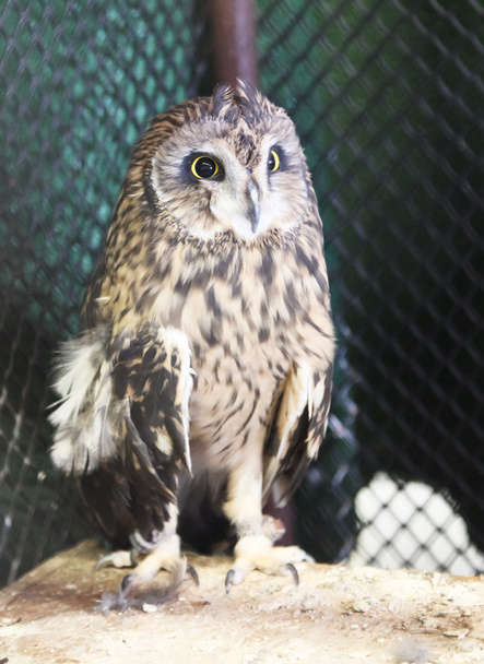 Barn Owl - Fotó, kép