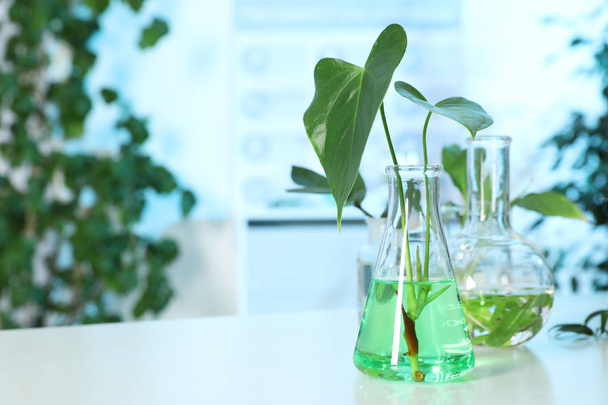 Flask with leaves on table, space for text. Plant chemistry - Fotografie, Obrázek