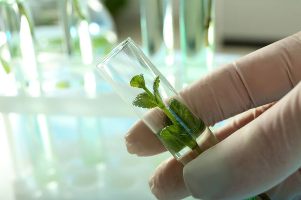 Lab assistant holding test tube with plant on blurred background, closeup. Biological chemistry - Фото, изображение