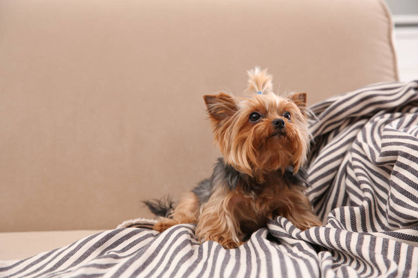 Yorkshire terrier on sofa indoors, space for text. Happy dog - Fotó, kép