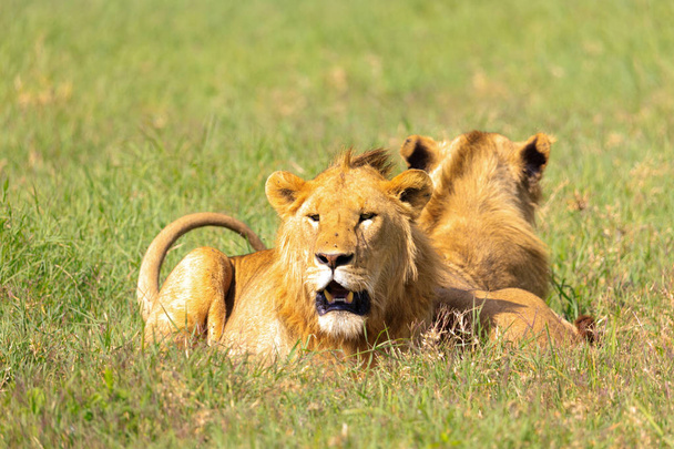 Ndutu Serenegti ja Ngorongoro Safari 2019
 - Valokuva, kuva