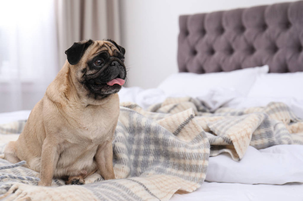 Happy cute pug dog on bed indoors - Zdjęcie, obraz