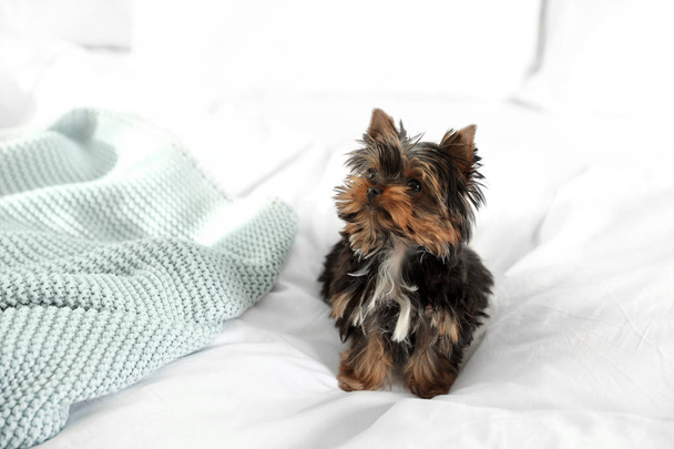 Cute Yorkshire terrier puppy on bed, space for text. Happy dog - Fotó, kép
