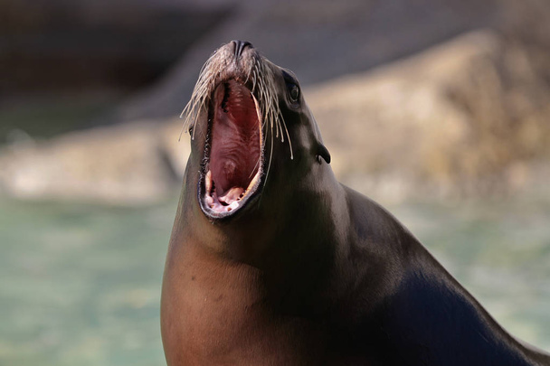 El lobo marino sudamericano Otaria flavescens en el zoológico
 - Foto, Imagen