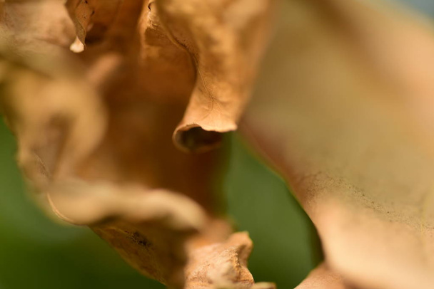close up of dry leaves on blurred background  - 写真・画像