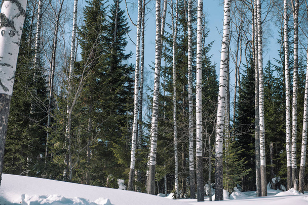 Coniferous forest in winter. Taiga in the winter. Forest in Siberia in the winter. - 写真・画像