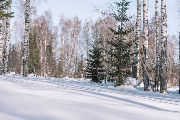 Taiga talvella. Metsä talvella. Talvimetsän lähikuva. Havupuut lumen alla. S
 - Valokuva, kuva