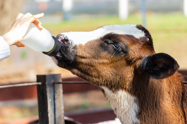 Closeup - Baby cow feeding on milk bottle by hand woman in Thailand rearing farm. - Photo, Image