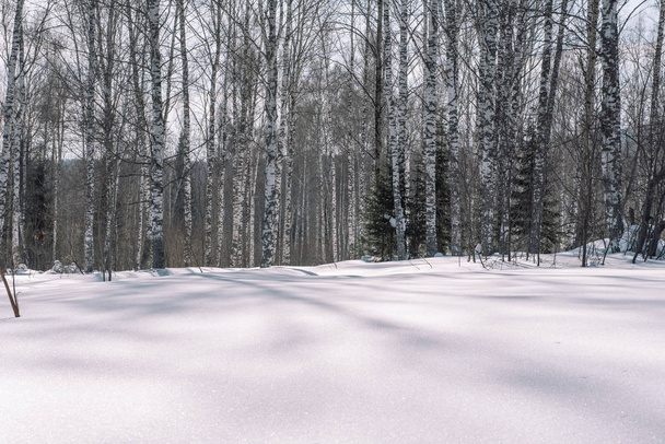 冬の大河。冬の森。冬の森のクローズ アップ。雪の中の針葉樹。S - 写真・画像