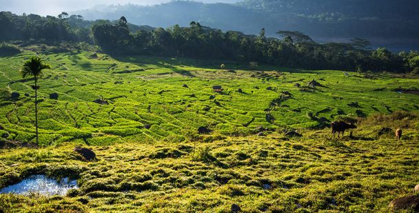 Terreced rizs mezők, Kotmale, központi Hilands, Srí Lanka. - Fotó, kép