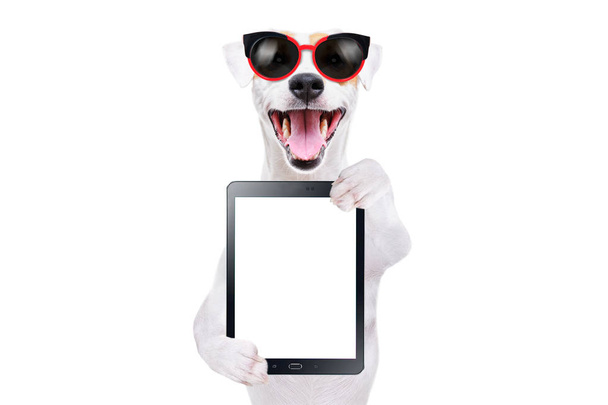 Cheerful dog Jack Russell Terrier in sunglasses with tablet isolated on white background - Фото, зображення