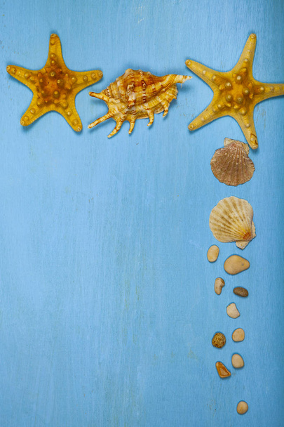 Border of seashells on a blue wooden background. - Photo, Image