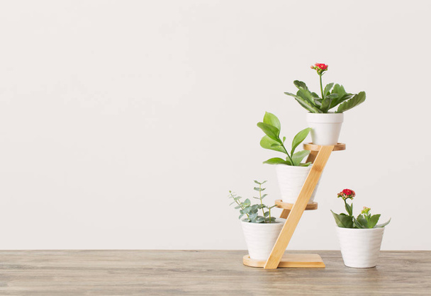 houseplants against  white wall on wooden table  - Photo, Image