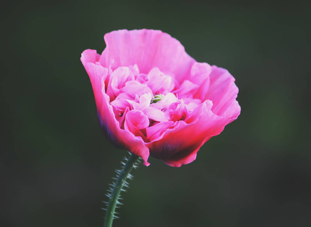 Piękny różowy kwiat maku - Zdjęcie, obraz