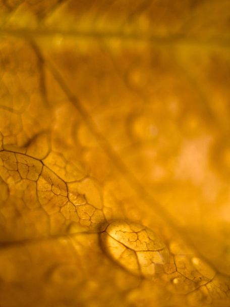 brązowy liść makro krople - Zdjęcie, obraz