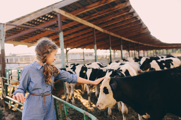 kid girl feeding calf on cow farm. Countryside, rural living, agriculture concept - Fotó, kép