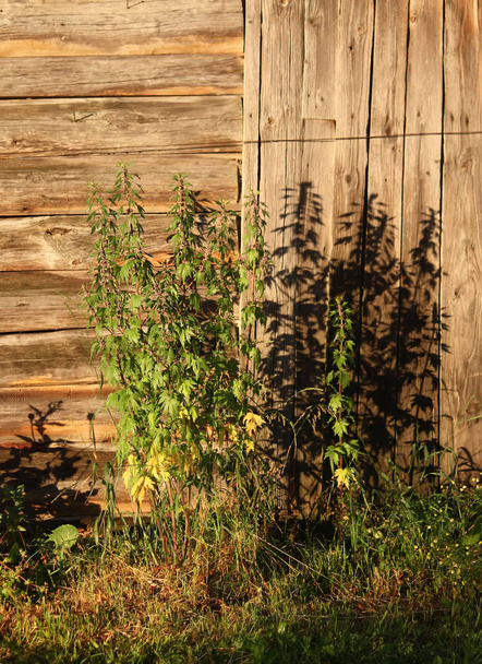 Thickets of a motherwort on a wooden wall background - Photo, Image