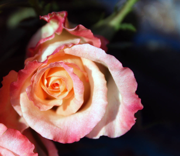 Hermosas flores de rosa - Foto, Imagen