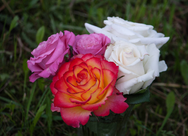 Όμορφα λουλούδια τριαντάφυλλου - Φωτογραφία, εικόνα
