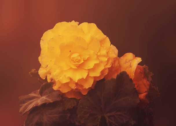 Beautiful rose flower - Photo, Image