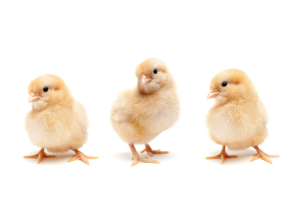 Baby chicks isolated on white - Photo, Image