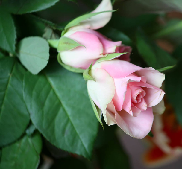 Linda rosa flor - Foto, Imagem