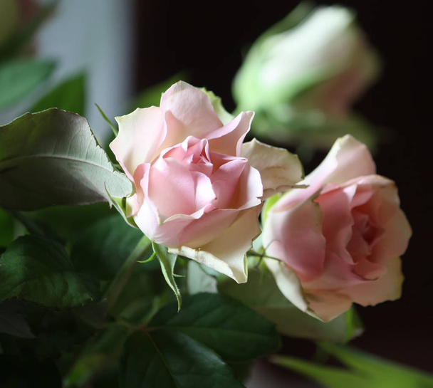 Piękny kwiat róży - Zdjęcie, obraz