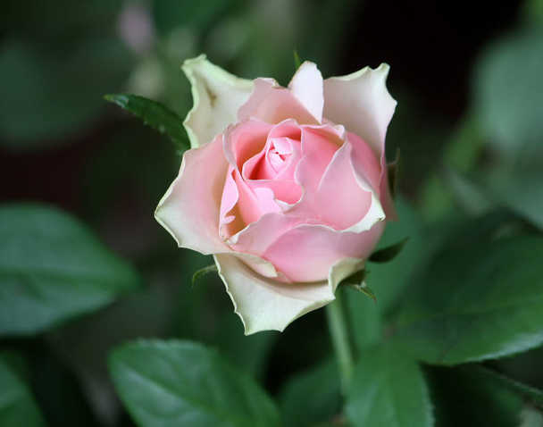 Gyönyörű rózsa virág - Fotó, kép