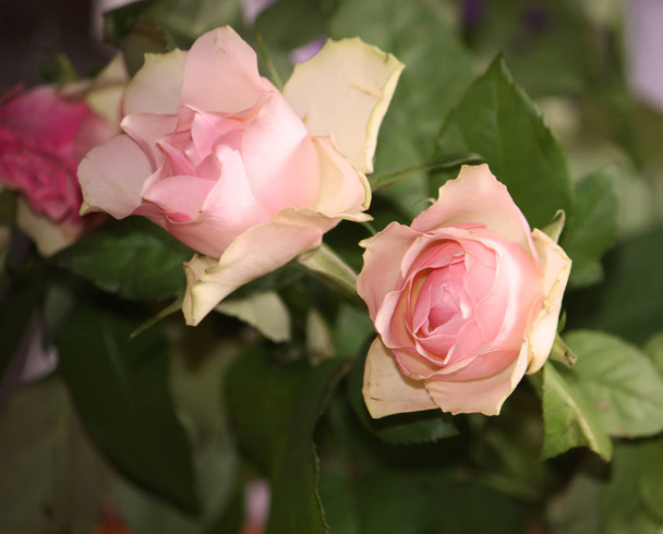 Lindas flores de rosa close up
 - Foto, Imagem