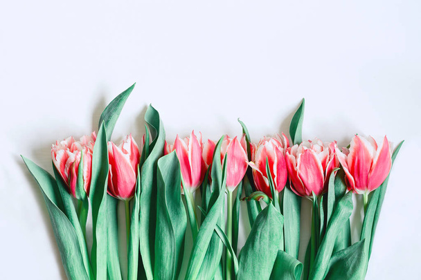 Růžové tulipány a zelený list na bílém pozadí. Velikonoce, jaro koncepce.  - Fotografie, Obrázek