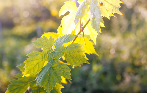 Groene wijnbladeren in het zonlicht. - Foto, afbeelding
