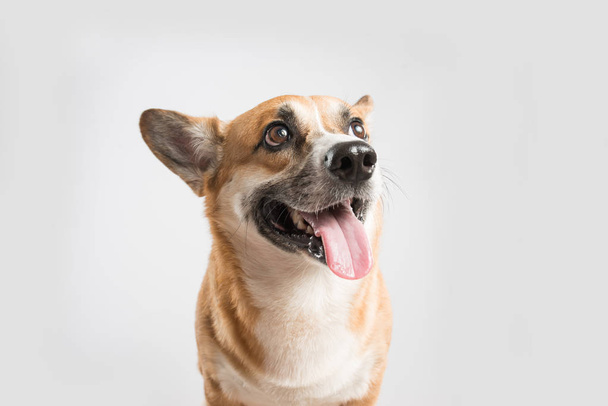 Galés Corgi Pembroke perro sobresaliendo lengua sobre blanco
 - Foto, Imagen