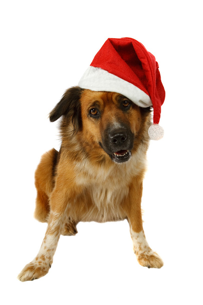 Cane di Natale - Foto, immagini