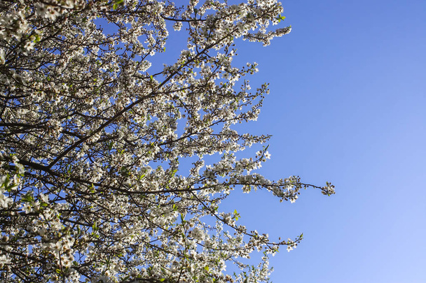Bando de abóboras florescem com flores brancas contra o azul
 - Foto, Imagem