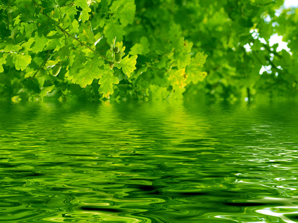 Beautiful oak tree and water - Fotó, kép