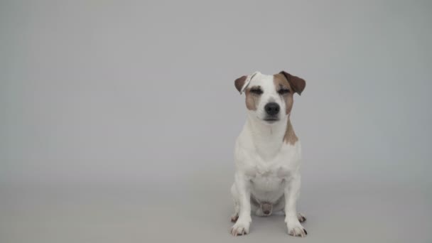 Hund sitzt zu Hause - Filmmaterial, Video