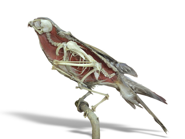 Pájaro halcón relleno con esqueleto dentro aislado sobre blanco
 - Foto, Imagen