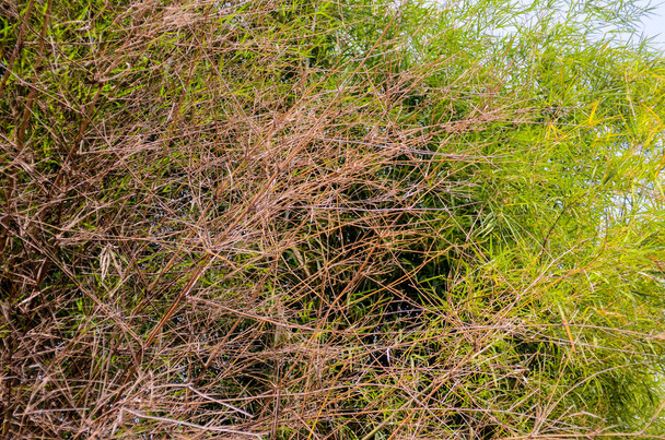 Bamboo dried leaf close up shot - Фото, изображение
