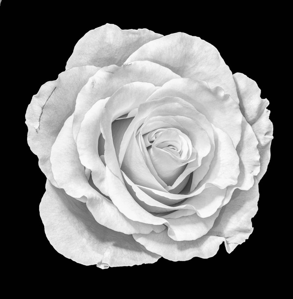 Monochrome fine art nature morte macro d'une seule fleur de rose blanche isolée dans le style de peinture vintage sur fond noir
 - Photo, image