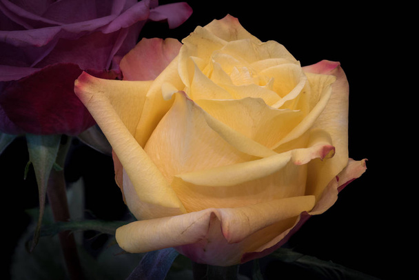 Colorata bella natura morta arte macro brillante di un singolo fiore di rosa gialla rossa con foglie iin davanti a una rosa viola n stile pittura vintage su sfondo nero
 - Foto, immagini