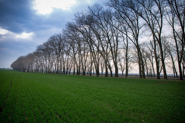 árboles de primavera por el campo
 - Foto, imagen
