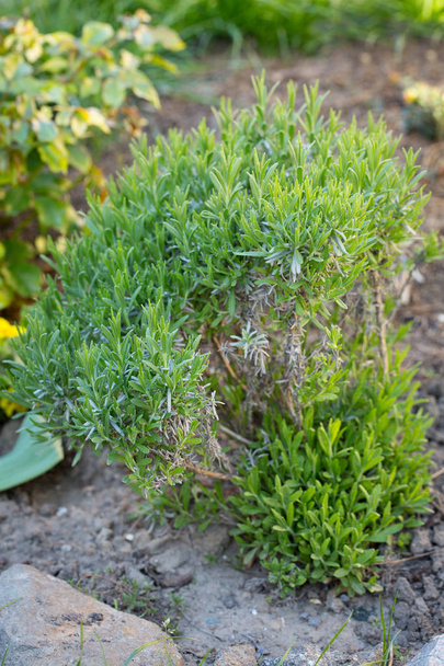 Update old lavender bush - Photo, Image