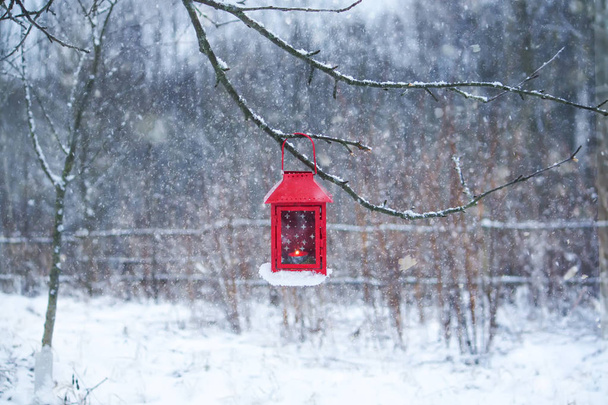 Punainen lyhty roikkuu puun oksalla. Luminen talviaamu puistossa. - Valokuva, kuva