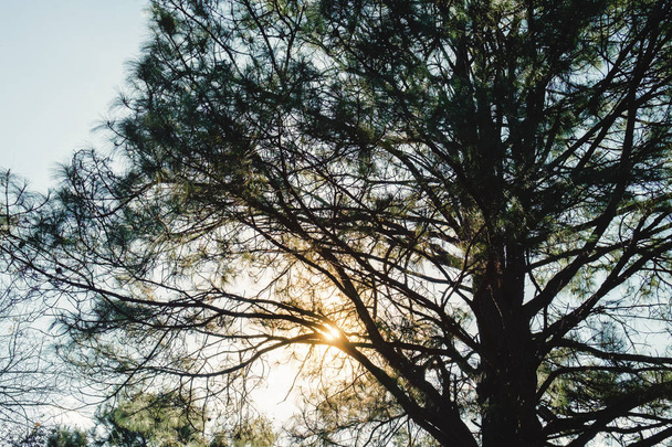 ombre grande branche d'arbre au coucher du soleil
  - Photo, image