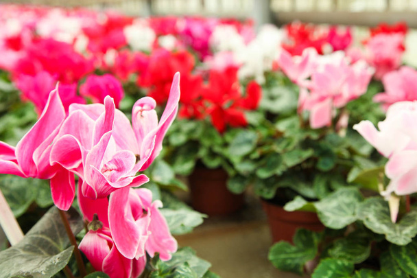 Belles fleurs de cyclamen
 - Photo, image