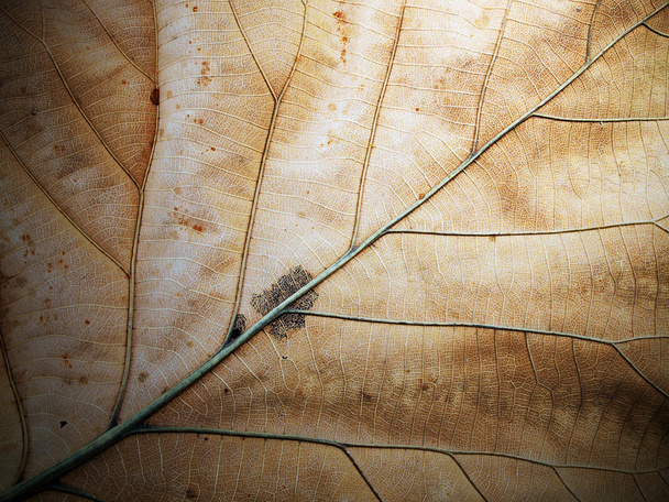Αποξηραμένα φύλλα λεπτές λεπτομέρειες και πολύ υψηλή-res για backgronds - Φωτογραφία, εικόνα