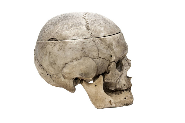 Az emberi koponya oldalról - Fotó, kép