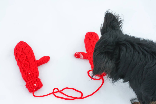 Neugieriger Hund schnüffelt rote Fäustlinge im Schnee - Foto, Bild