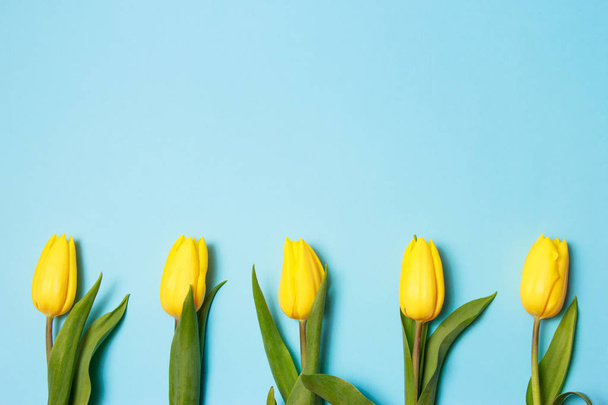 Flores de primavera. Tulipanes amarillos sobre fondo azul vista superior copiar espacio borde
 - Foto, Imagen